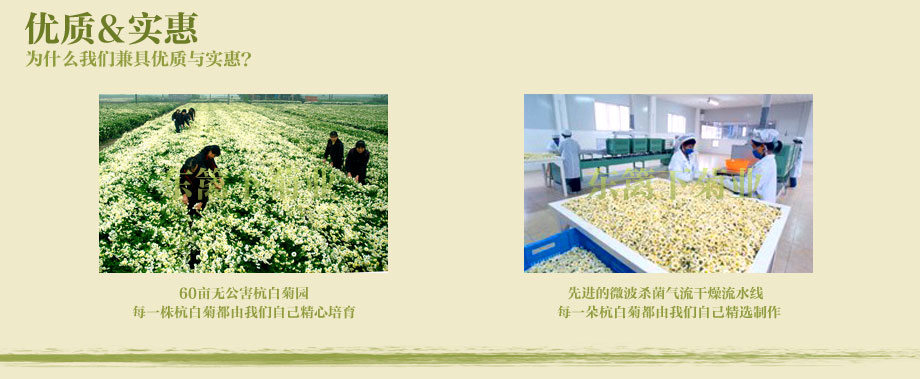 杭白菊制作工艺，精挑细选杭白菊原料